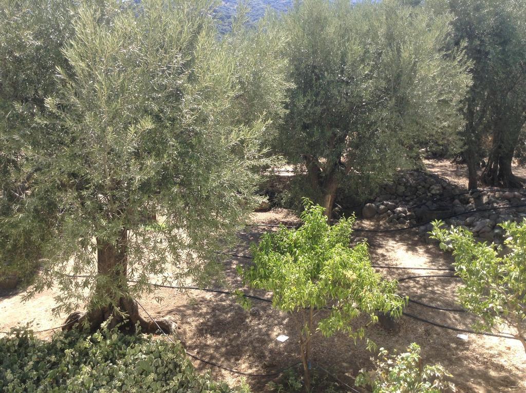 Rooms To Let To Kyma Skala Sikamineas Skala Sykamineas Room photo
