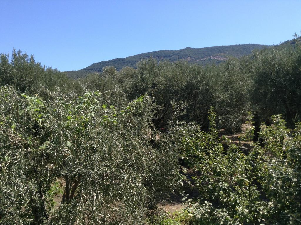 Rooms To Let To Kyma Skala Sikamineas Skala Sykamineas Exterior photo